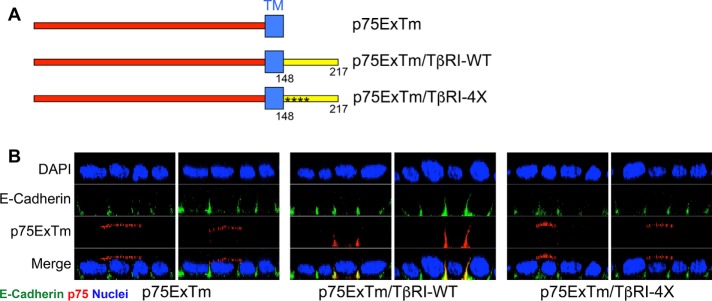 FIGURE 6: