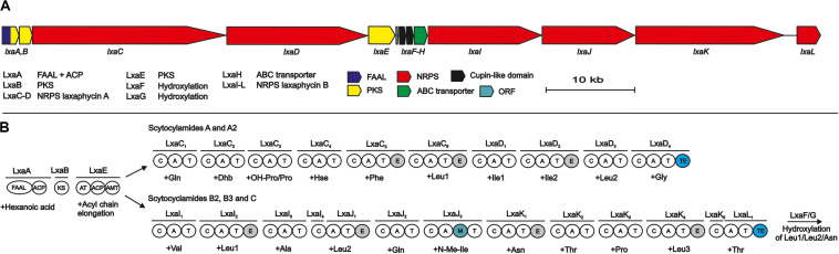 FIGURE 2