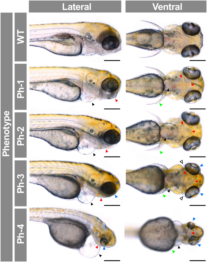 Figure 7