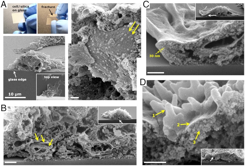 Fig. 4.