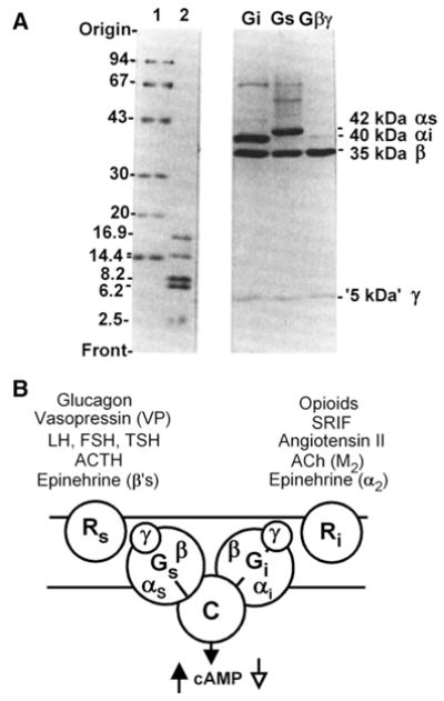 Fig. 16