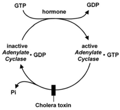 Fig. 12