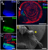 Fig. 4.