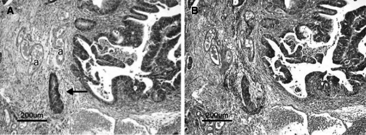 Fig. 12