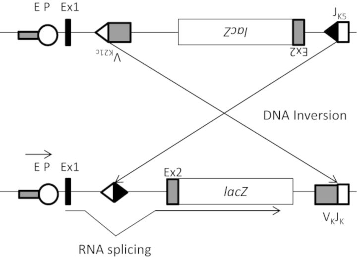 FIG. 1.