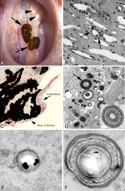 Fig. 3