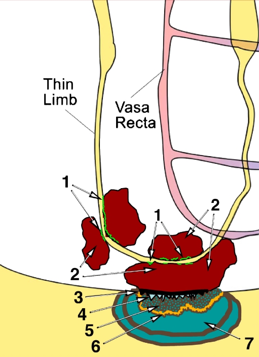 Fig. 6