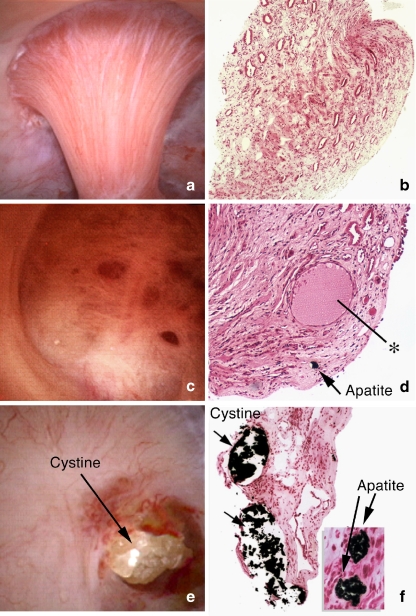 Fig. 8