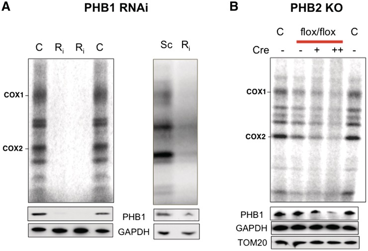 Figure 4.