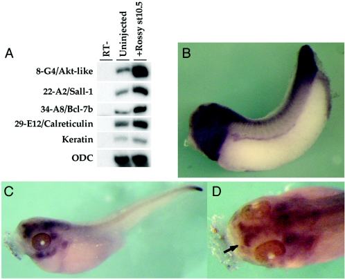 FIG. 8.