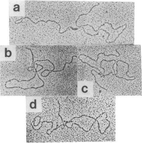 graphic file with name pnas00296-0071-a.jpg