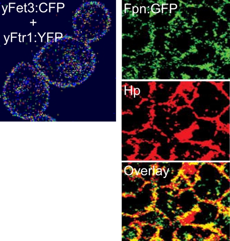 FIGURE 3.