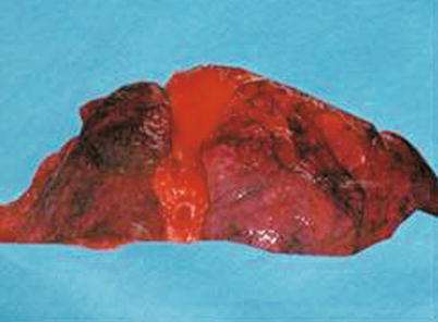 Fig. 20.3