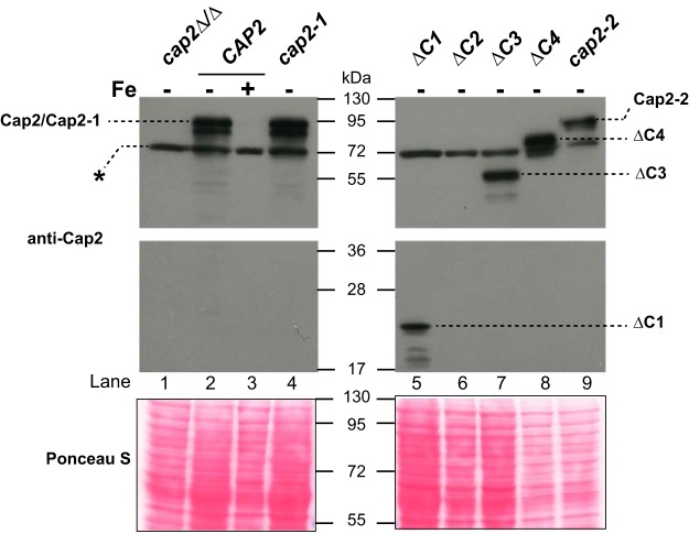 FIG 2 