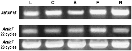 Figure 7.