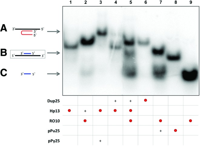 FIG. 2.