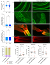 Figure 1.
<b>TLN-1(W387A) results in modest motility and oocyte transit defects</b>