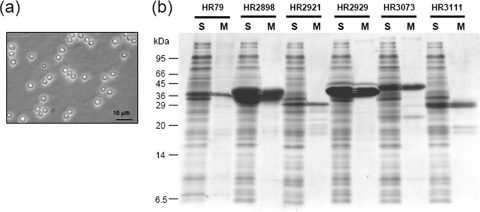 FIG. 3.