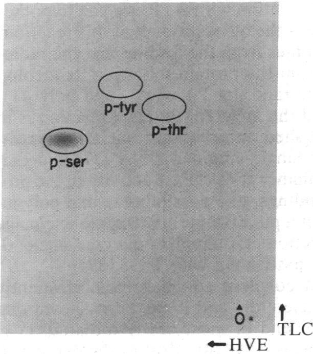 graphic file with name pnas00622-0019-a.jpg