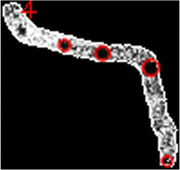 Fig. 1 (abstract P278).