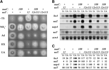 Figure 4.—