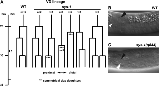 Figure 6.—