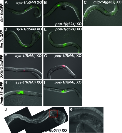 Figure 4.—