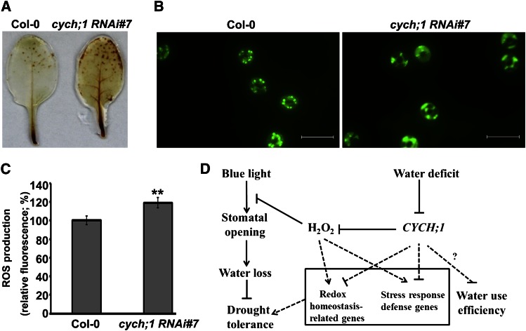 Figure 7.