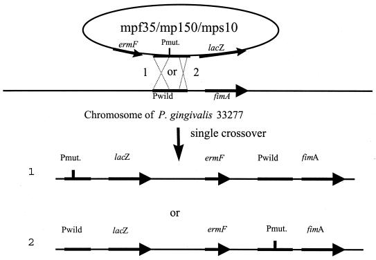 FIG. 1