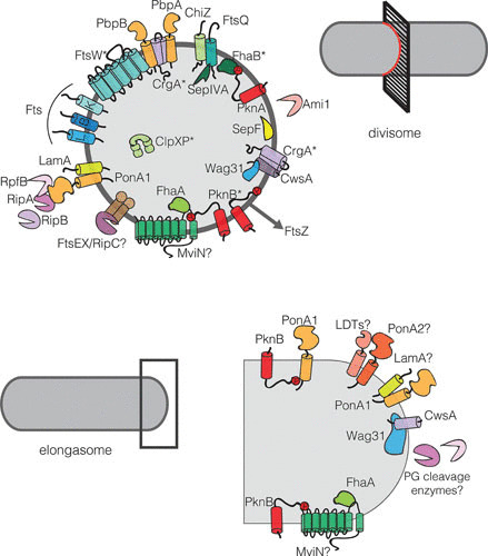 FIGURE 4