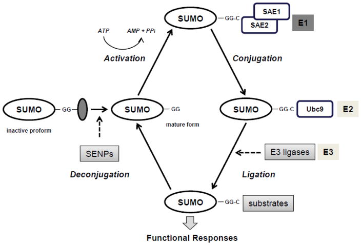 Fig.1