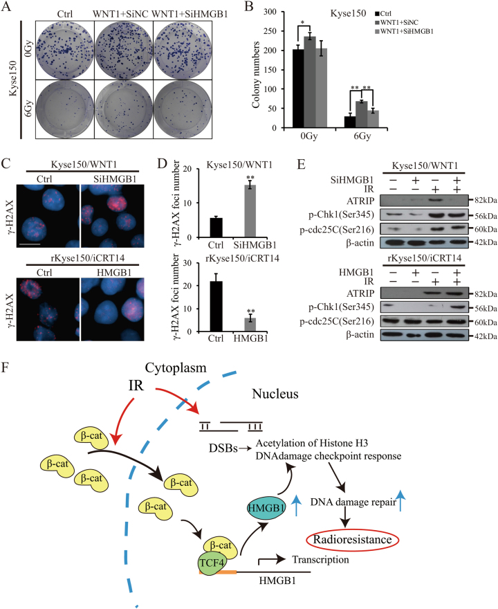 Fig. 7 HMGB1 partly mediated Wnt-induced radioresistance.