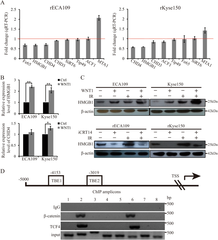 Fig. 5 HMGB1 was transactivated by β-catenin/TCF4 complex.