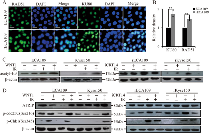 Fig. 4 Wnt signaling promoted chromatin remodeling and the activation of DNA damage checkpoint response after IR treatment.