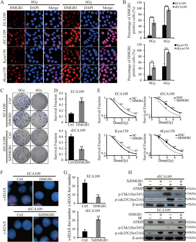 Fig. 6 HMGB1 promoted cancer radioresistance.