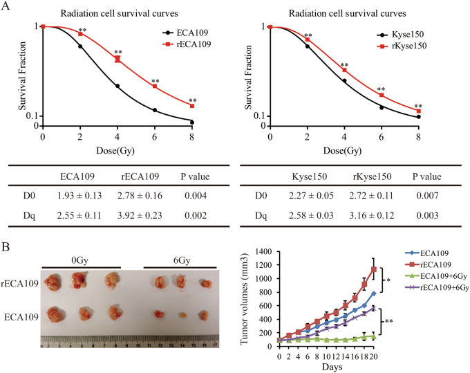 Fig. 1 Radioresistant phenotype of rECA109 and rKyse150 was demonstrated in vitro and in vivo.