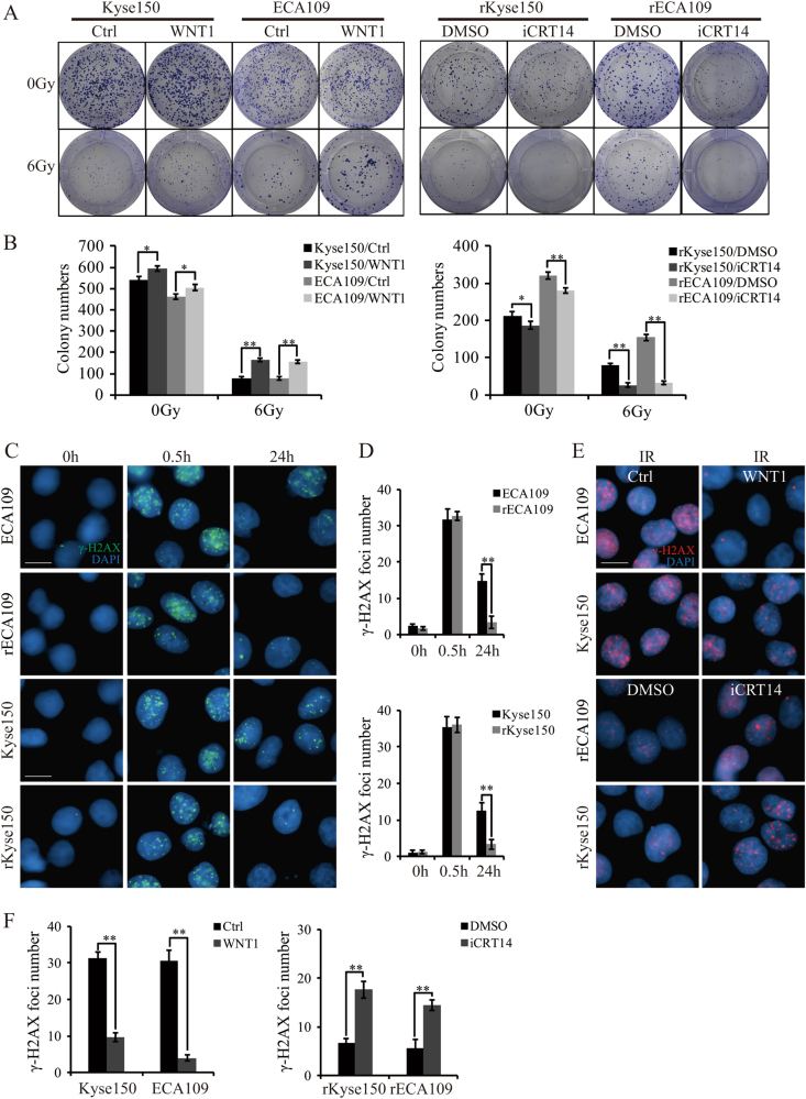 Fig. 3 Wnt signaling promoted radioresistance via inducing DNA damage repair after IR treatment.