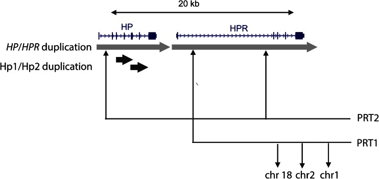 Fig. 1