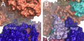 Figure 2—figure supplement 1.