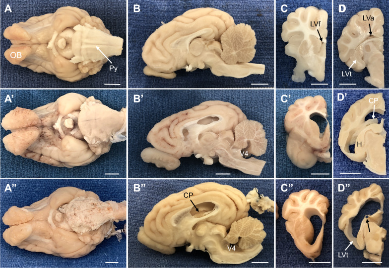 Fig. 3