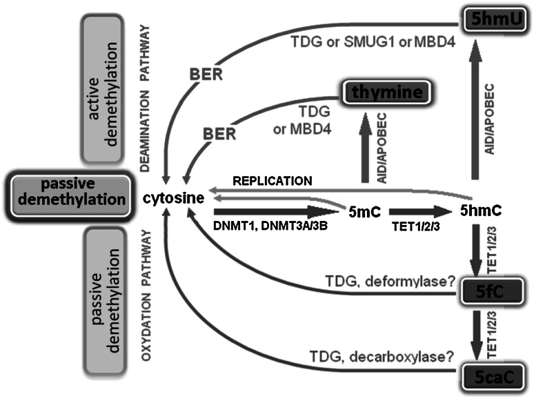 Fig. 2