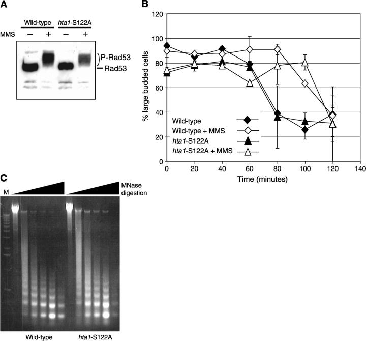 Figure 3.—