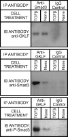 <b>Figure 2.</b>