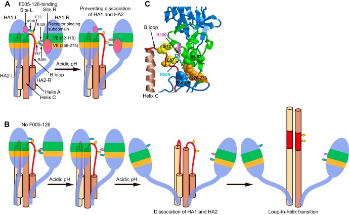 FIG 13