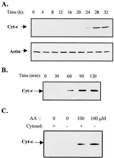 FIG. 5