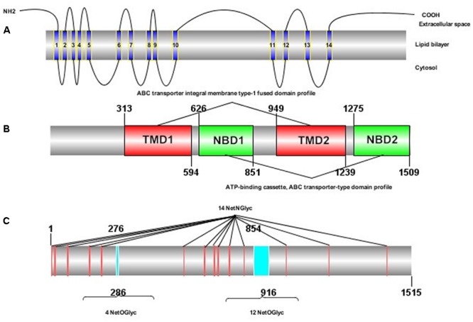 FIGURE 1