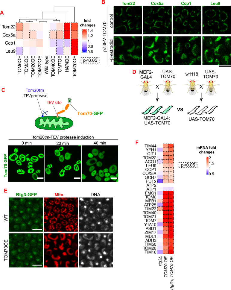 Figure 1—figure supplement 1.