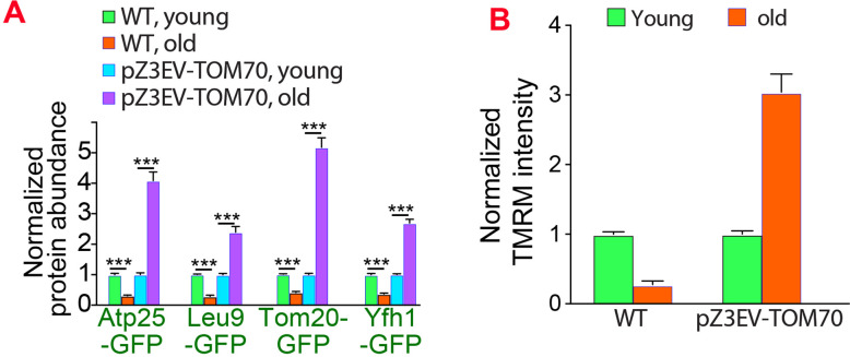 Figure 5—figure supplement 1.