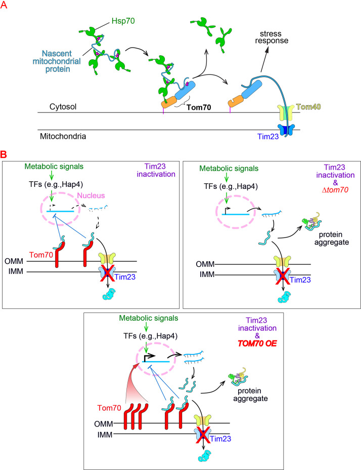 Figure 4—figure supplement 1.