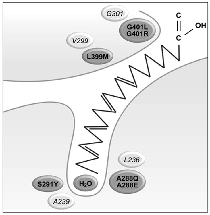 Fig 1B